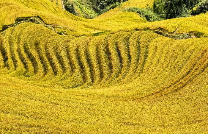 longji rice terraces best time to visit