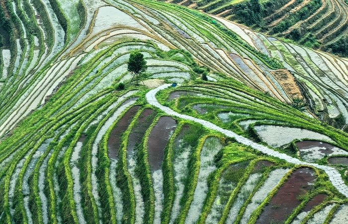 longji rice terraces best time to visit