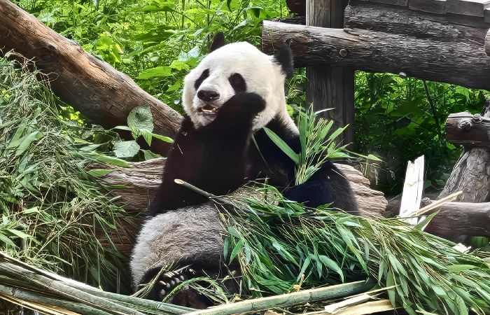 beijing aquarium