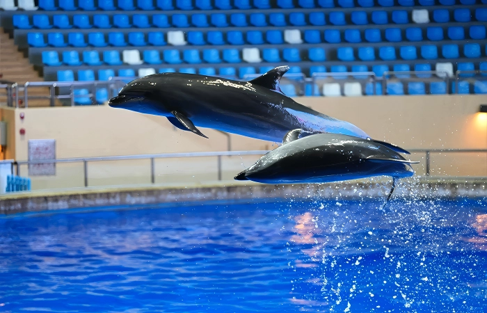 beijing aquarium